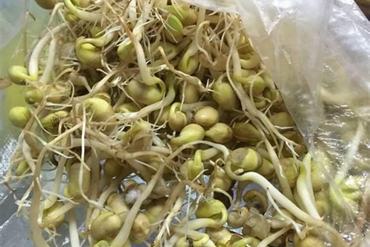 黄豆芽发黏还能干什么