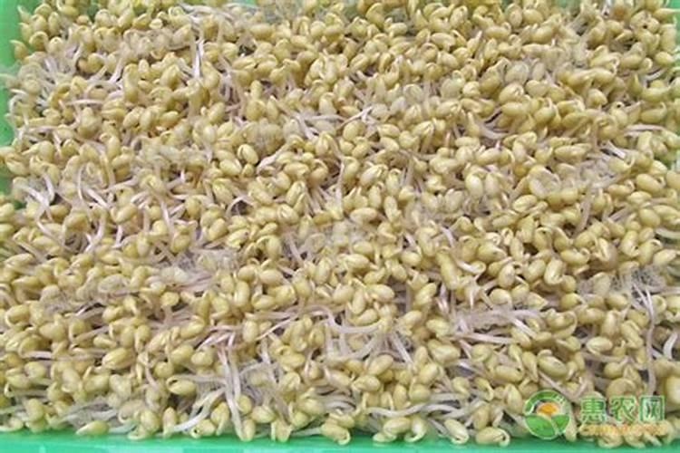 黄豆芽怎么发(黄豆芽怎么发较快又好又粗的技巧)