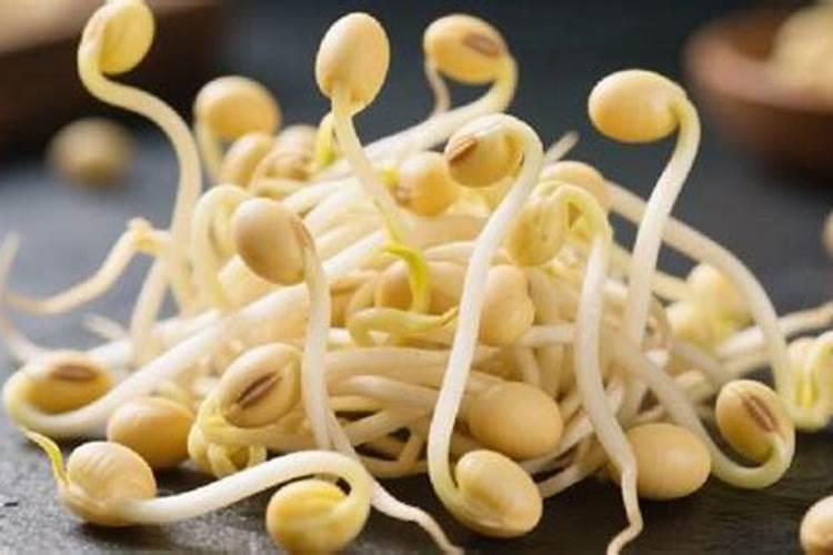 豆芽怎么种植最快