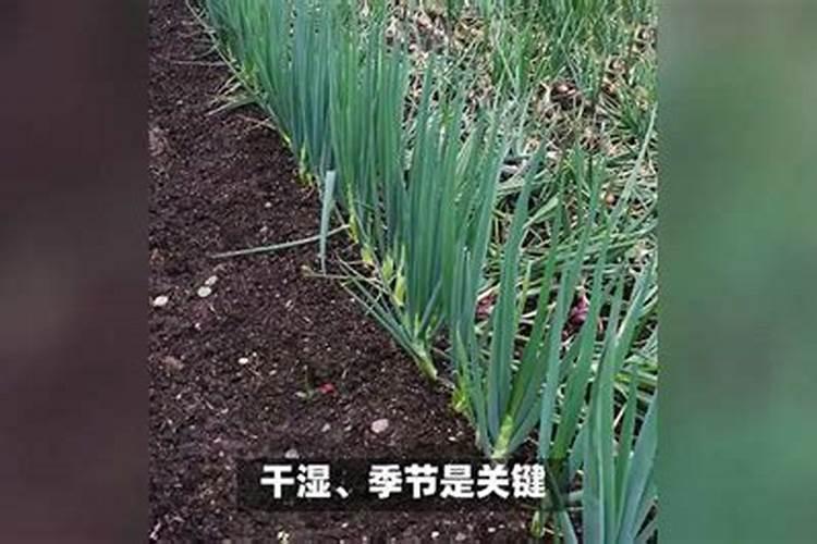 春天种的小葱可以栽吗？