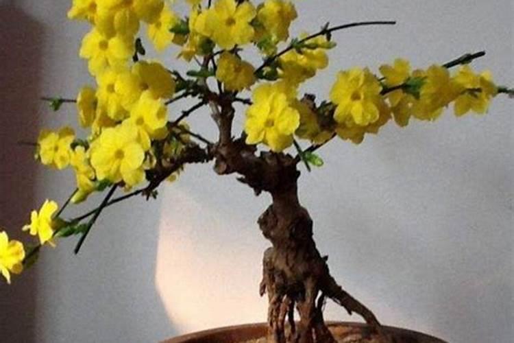 迎春花怎么培养粗根