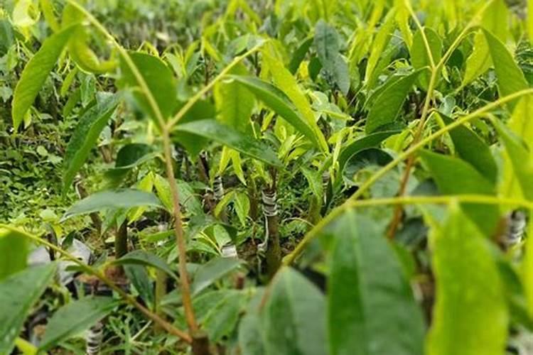 奇腩树一定要在山上种吗