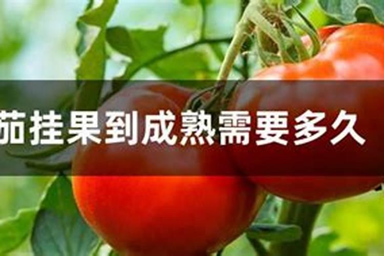 番茄挂果后的施肥方法