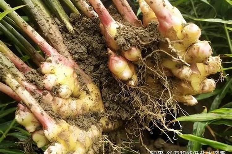 生姜种植用什么肥料最好