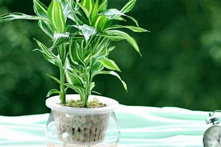 荷花竹的养殖方法与注意事项