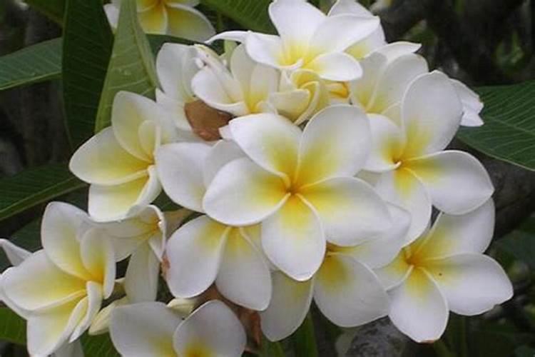 芙蓉花花期可以施肥吗 怎么施肥
