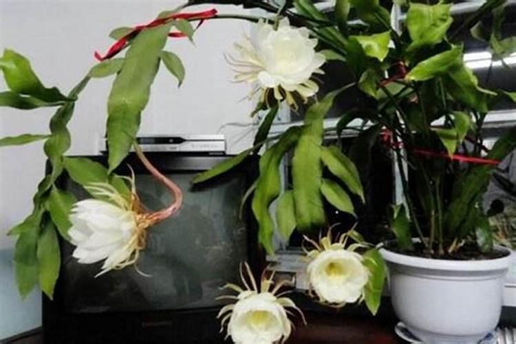 昙花施什么肥料