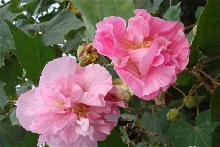 芙蓉花能用磷酸二氢钾浇水吗