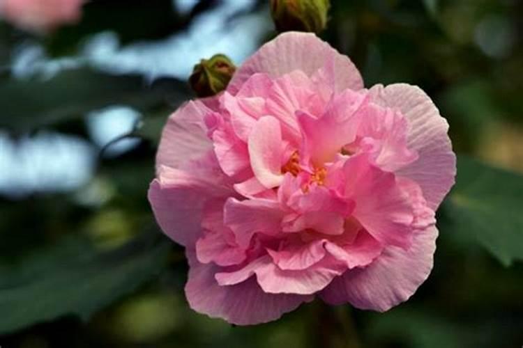 芙蓉花花期可以施肥吗 怎么施肥