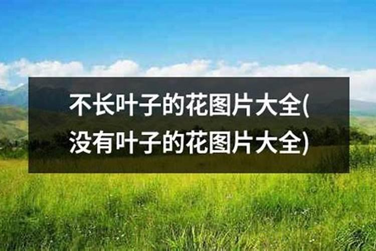 新手园林种植什么花好养花新手就养这10种花