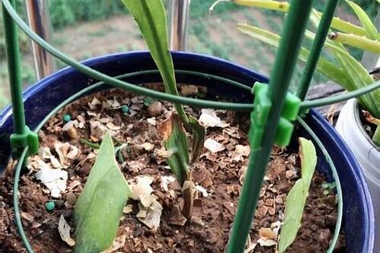 通心菜的种植方法和技术