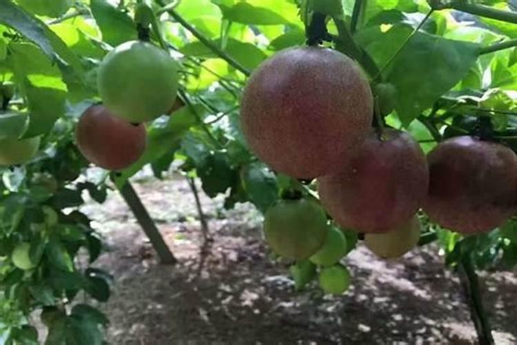 百香果浇什么肥料