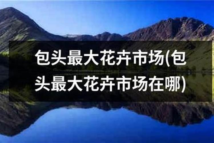 包头夏季适合种什么花草花卉百科
