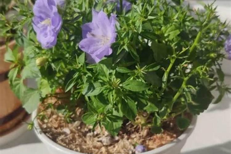 重瓣丹麦风铃花的养殖方法