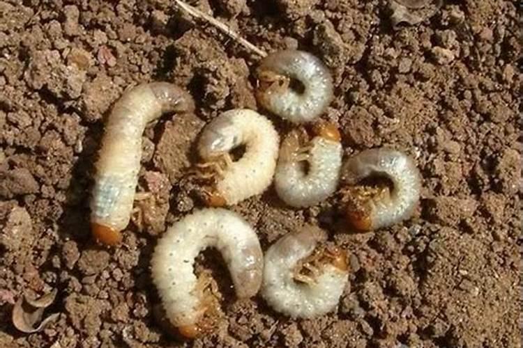 ...地里施什么肥好？老有虫子咬红薯,用什么药能治地下害虫？