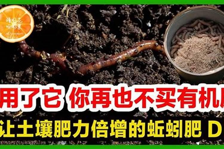 蚯蚓土可以直接种花吗