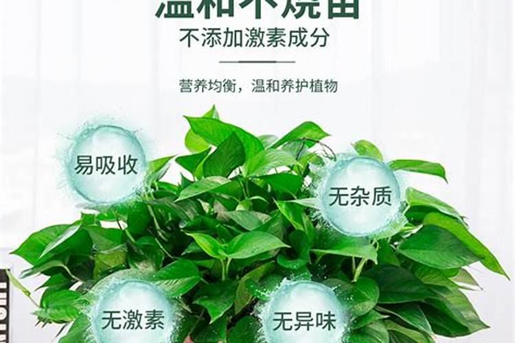 绿萝和君子兰可以用葡萄酒浇吗？有什么效果呢？