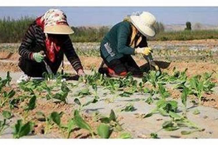 甘蓝菜的施肥方法 如何正确给甘蓝菜施肥