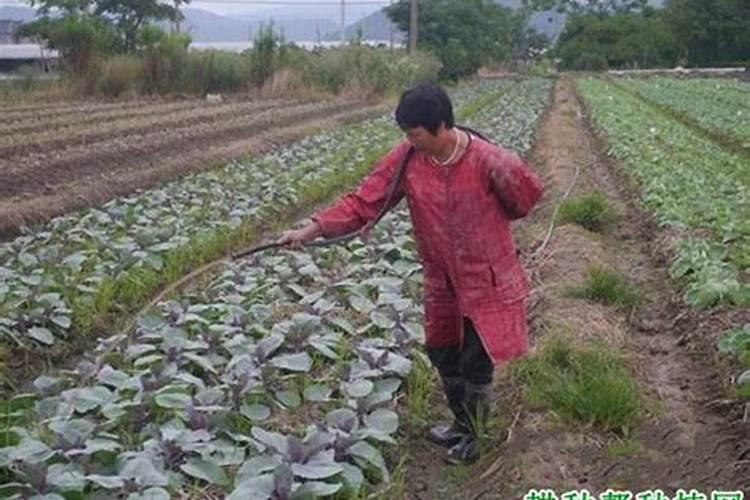 羽衣甘蓝如何养护