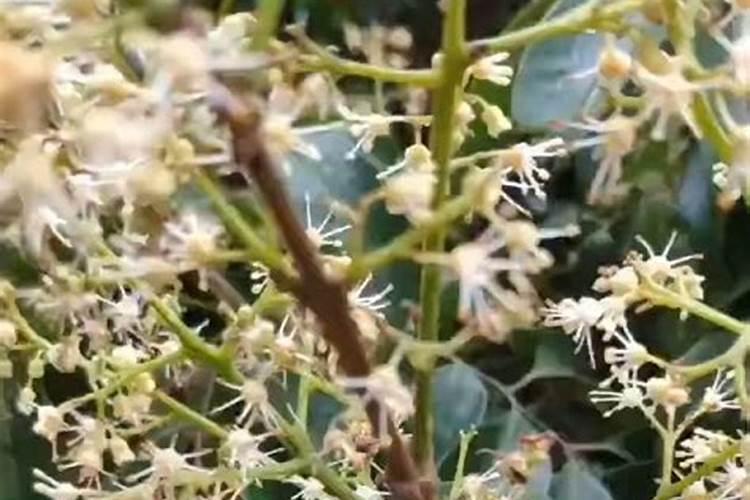 荔枝保花保果农药最佳配方,什么时候打合适