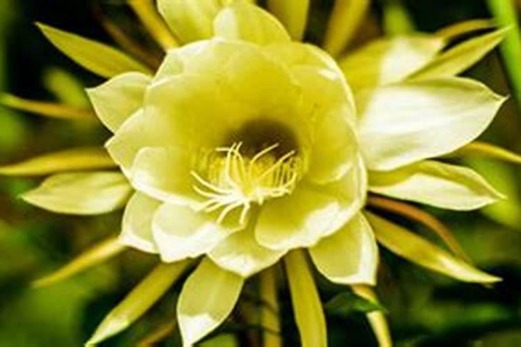 大花蕙兰可以给花朵喷水吗