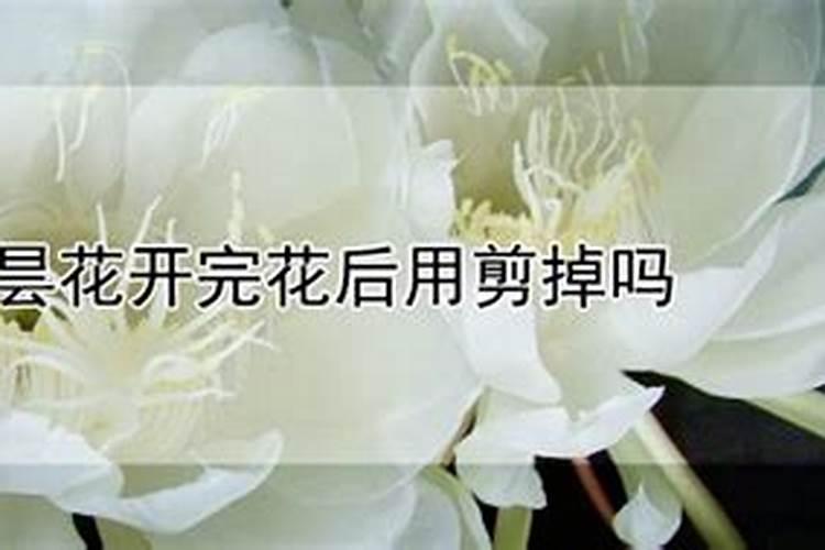 昙花花谢后怎么处理