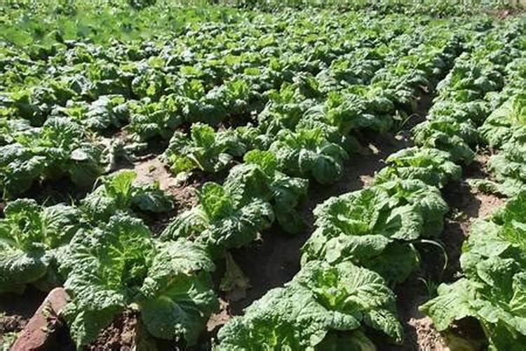 沙土地种玉米用什么肥料好