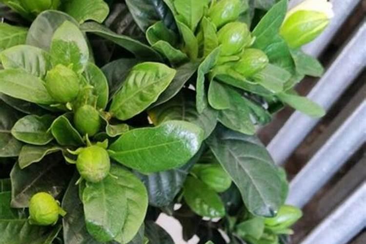 栀子花花苞期怎么施肥