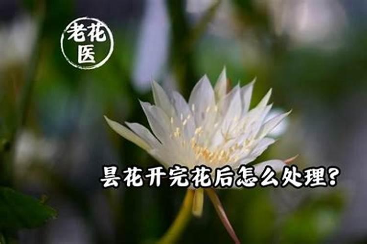 昙花开完之后怎么处理 昙花开完之后怎么办