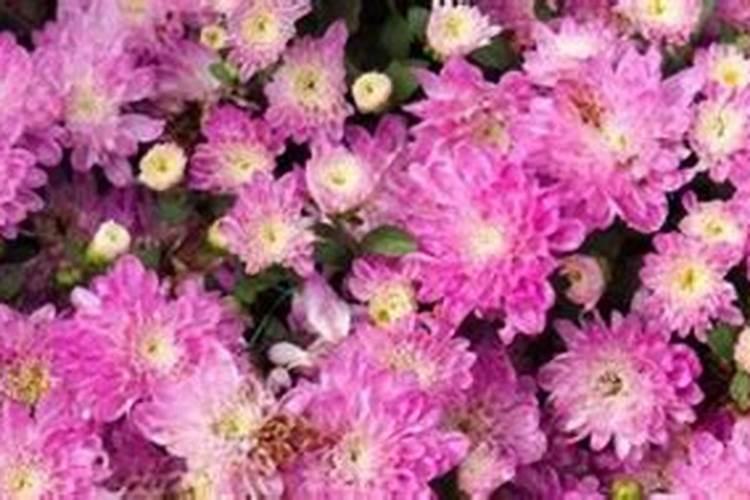 菊花有花蕾时能用磷酸二氢钾喷叶面肥吗