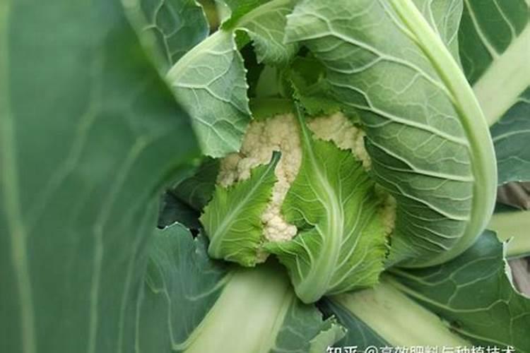 男人割包茎的护理