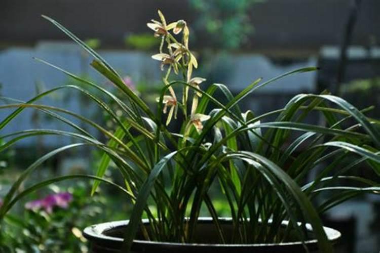 兰花养护最好的肥料