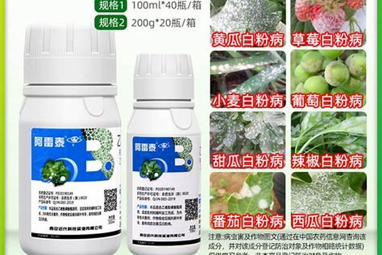 朝天椒白粉病用什么药