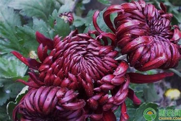 菊花施肥方法,用什么肥好