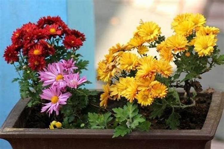如何让菊花的花枝粗壮