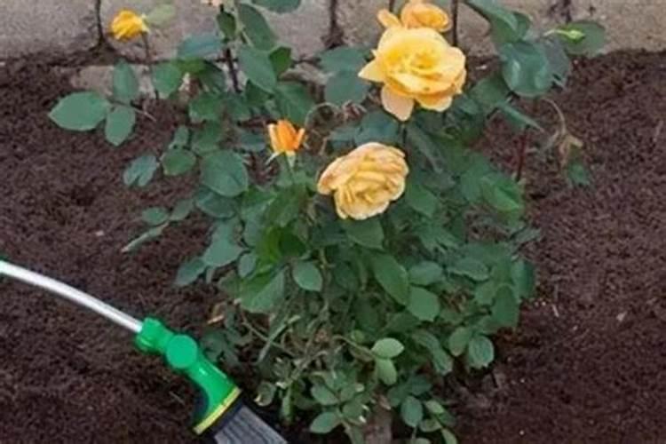 月季花这样施肥,开得更艳