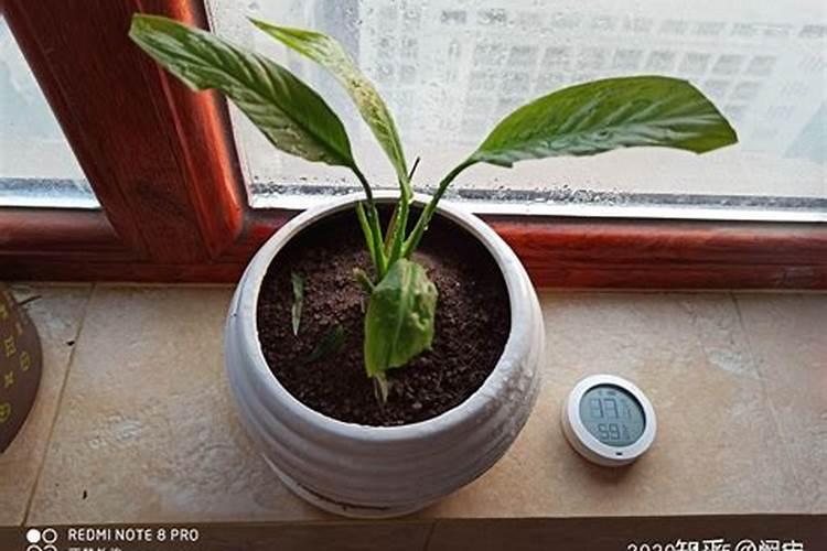 白掌用什么肥料最好