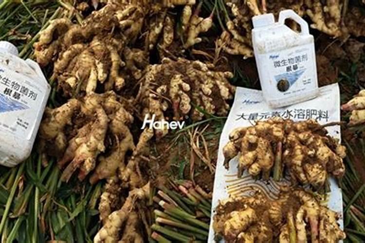 种丝瓜用什么肥料最好