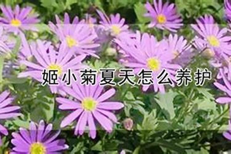 姬小菊夏天怎么养护？