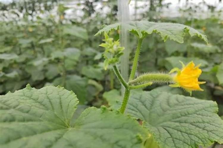 种黄瓜用什么肥料能获得高产？昆仑风叶面肥有用吗
