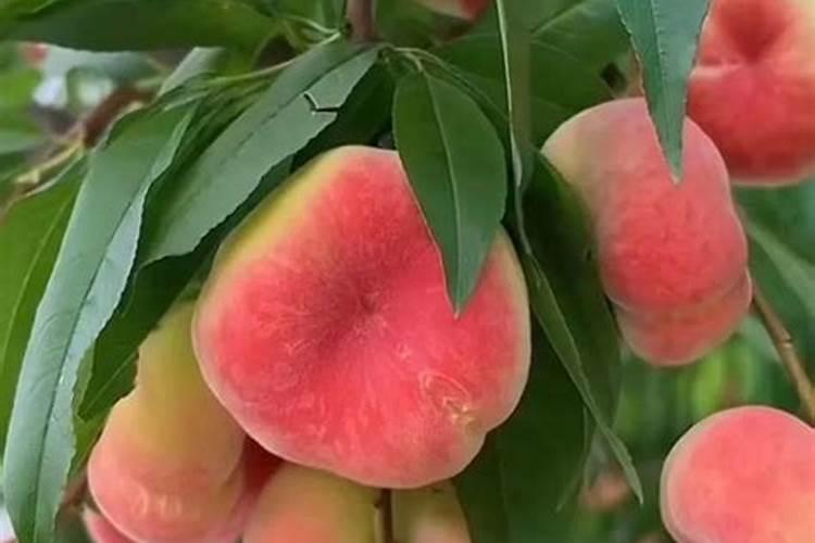 种蟠桃施什么肥