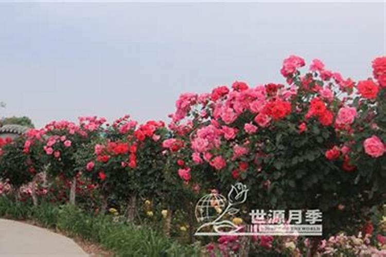 施什么肥让月季花又多又大