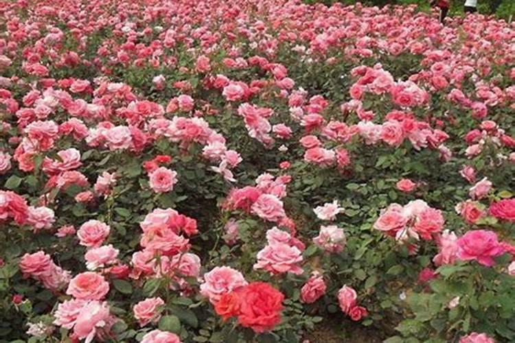 月季施什么肥开花