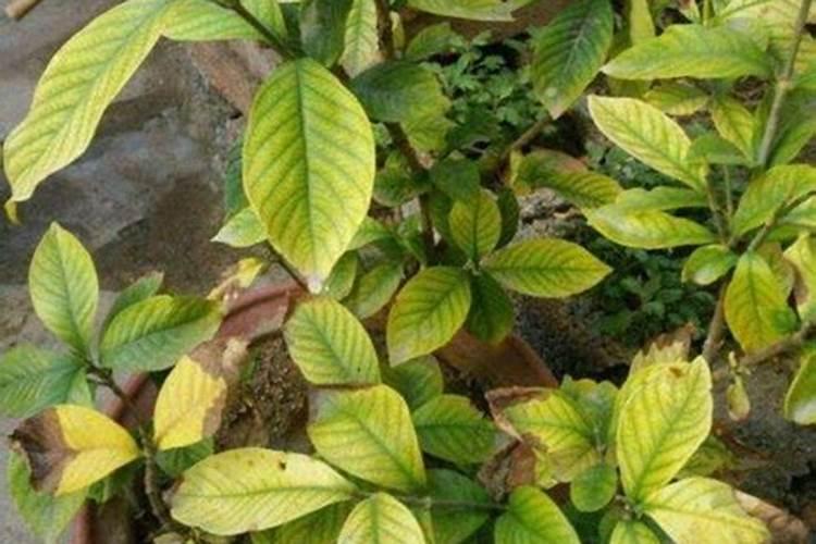 硫酸亚铁可以浇菜吗
