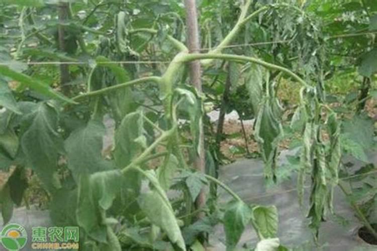西红柿施肥过量叶子蔫了怎么补救