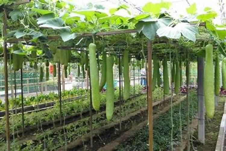 草莓施肥用什么肥草莓施肥时间方法