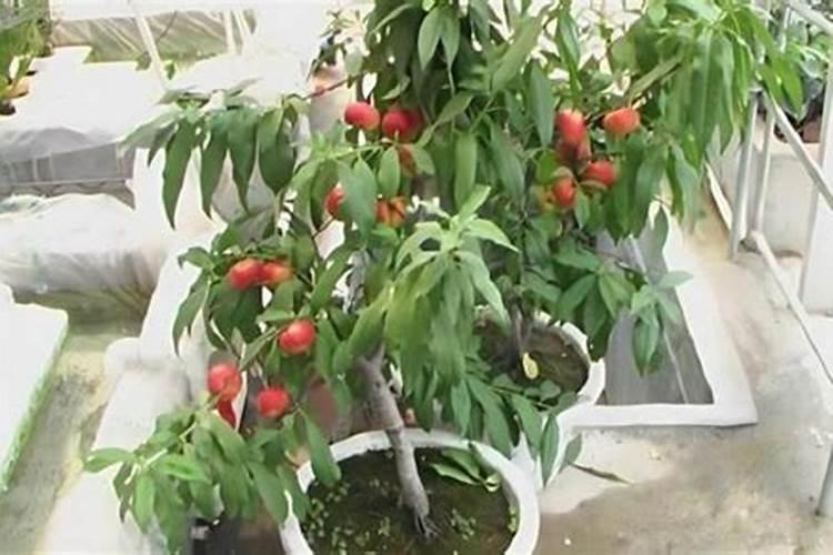 种植桃树时,每年要对其进行几次施肥？