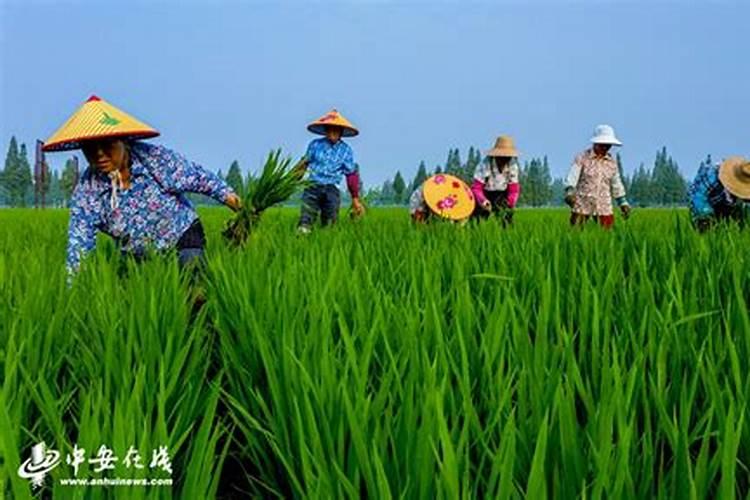 水稻灌浆期用什么叶面肥可增产