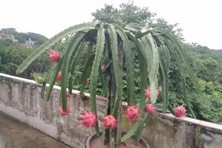 火龙果的施肥方式不同,种植火龙果可以施用叶面肥吗？