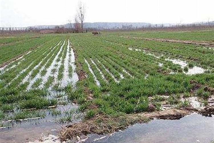 种小麦用什么肥料好